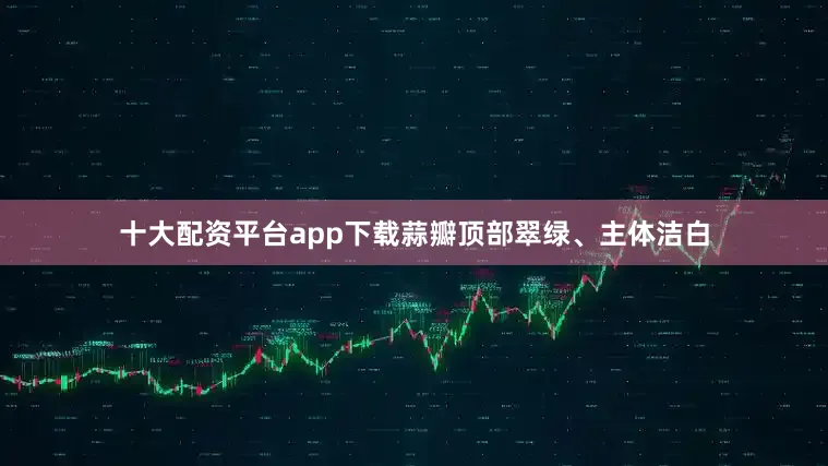 十大配资平台app下载蒜瓣顶部翠绿、主体洁白